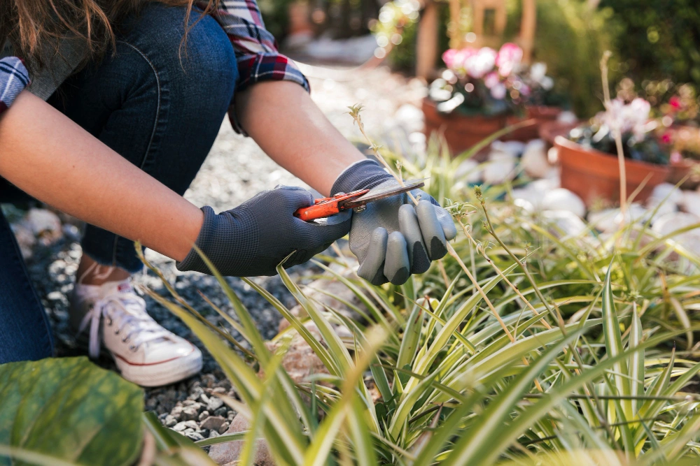 Landscaping services in Melbourne