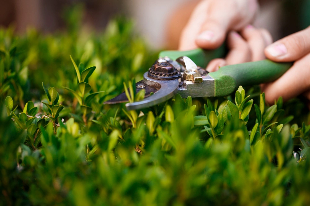Garden Maintenance services in Melbourne